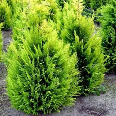 Кипарисовик ИВОНЕ лавсана в Слониме