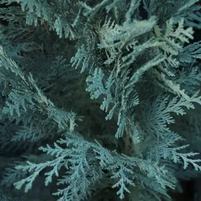 Кипарисовик ВАН ПЕЛЬТС БЛЮ лавсона в Слониме