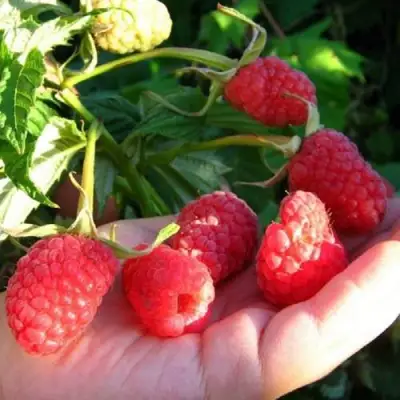 Малина ГОРДОСТЬ РОССИИ в Слониме