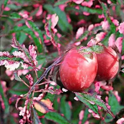 Слива ХЕССЕЙ декоративная в Слониме