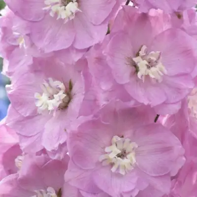 Дельфиниум ПЕТТИКОУТ гибридный в Слониме