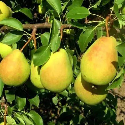 Груша ФЛЕЙТА в Слониме