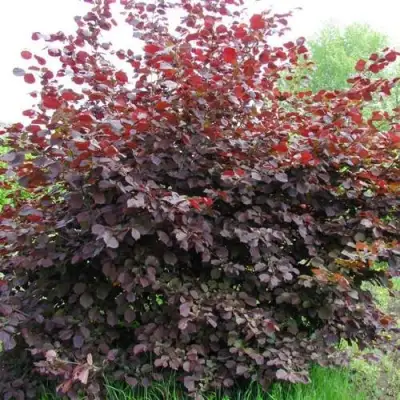 Фундук СИРЕНА в Слониме