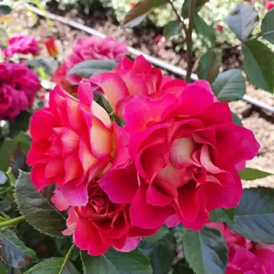 Роза БРЕРА флорибунда в Слониме