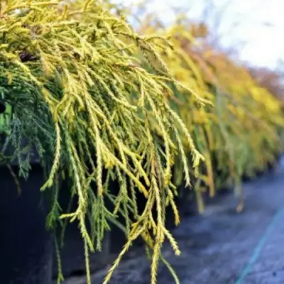 Кипарисовик ВАВЕЛ горохоплодный в Слониме