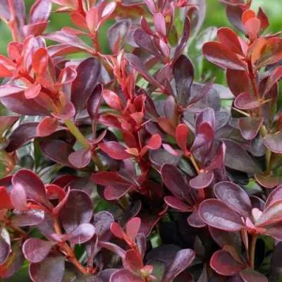 Барбарис АТРОПУРПУРЕА НАНА тунберга в Слониме