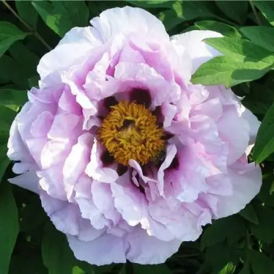 Пион СИНИЙ САПФИР древовидный в Слониме