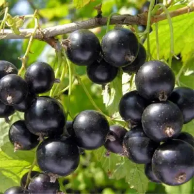 Смородина черная ОРЛОВСКИЙ ВАЛЬС в Слониме