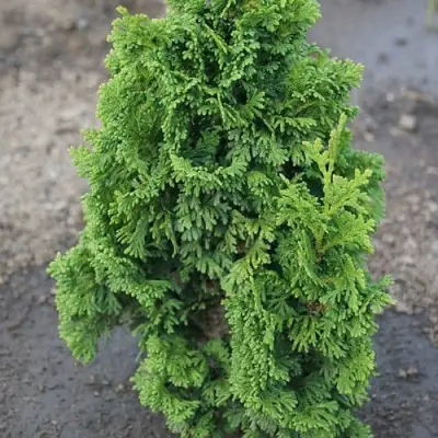 Туя ЗМАТЛИК западная в Слониме