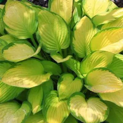 Хоста ГОЛД СТАНДАРТ Форчуна в Слониме