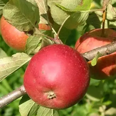 Яблоня ПОСПЕХ в Слониме