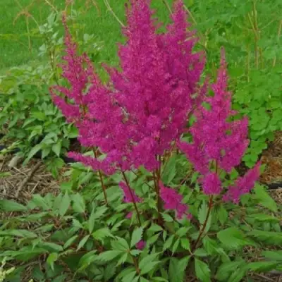 Астильба ЭЛИЗАБЕТ ВАН ВИН японская в Слониме