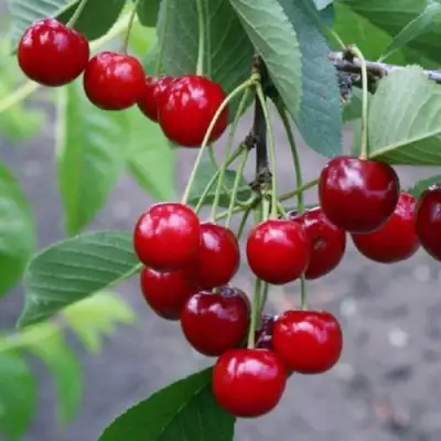 Вишня ЗАРАНКА в Слониме