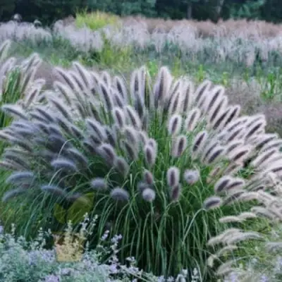 Пеннисетум БЛЭК БЬЮТИ в Слониме