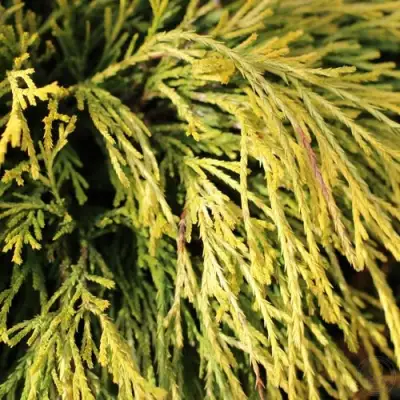 Кипарисовик ГОЛДЕН МОП горохоплодный в Слониме