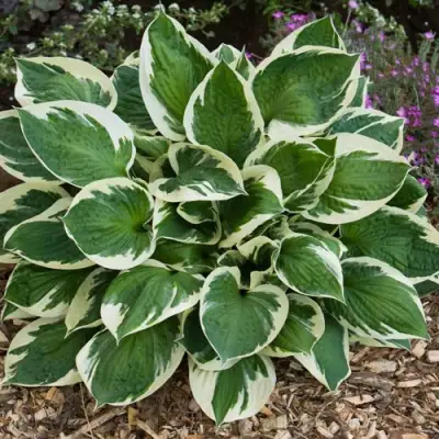 Хоста КАРИН гибридная в Слониме