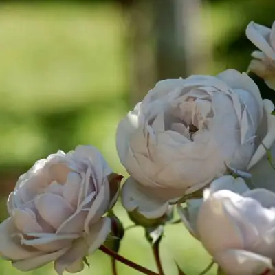 Роза ГРИЗЕЛИС шраб в Слониме