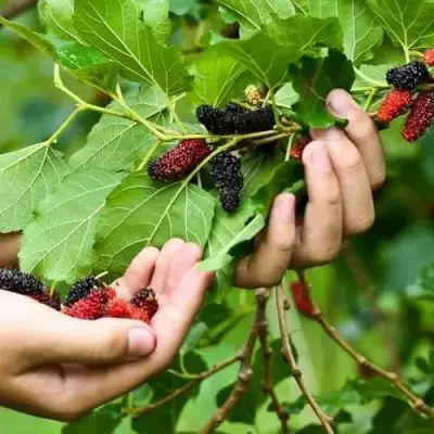 Шелковица ГАЛИЦИЯ в Слониме