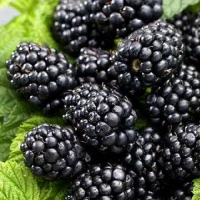 Ежевика БЖЕЗИНА бесшипная  в Слониме