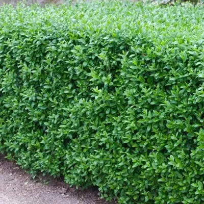 Бирючина обыкновенная АТРОВИРЕНС в Слониме