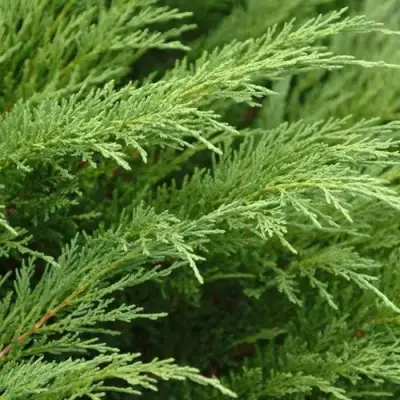 Можжевельник ТАМАРИСЦИФОЛИЯ казацкий  в Слониме