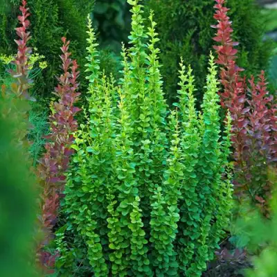 Барбарис ЭРЕКТА тунберга в Слониме