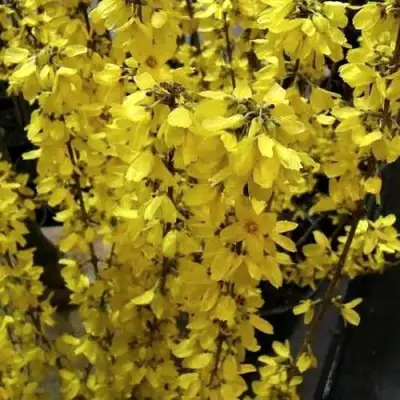 Форзиция ГОЛДРАУШ в Слониме