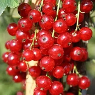 Смородина красная РОНДОМ в Слониме