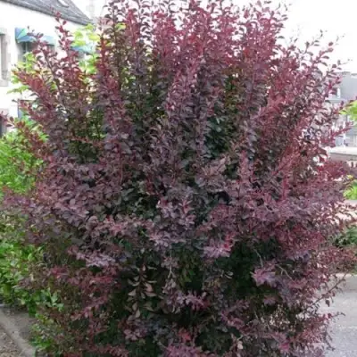 Барбарис АТРОПУРПУРЕА тунберга в Слониме