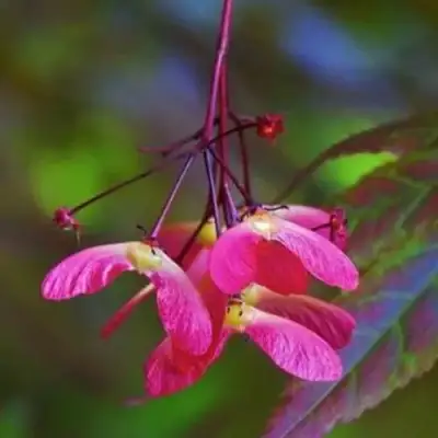 Клен пальмолистный в Слониме