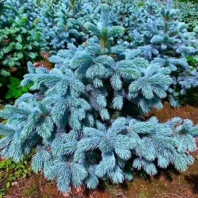 Ель СУПЕР БЛЮ СИДЛИНГ колючая в Слониме