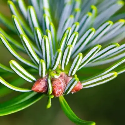 Пихта белая в Слониме