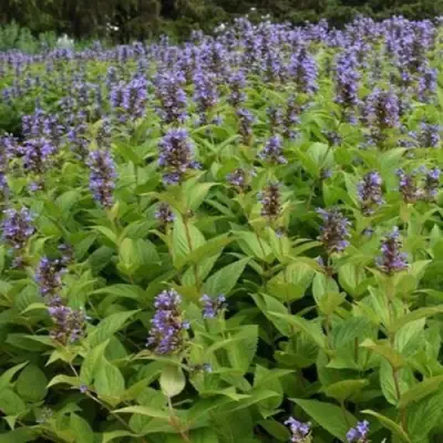 Котовник БЛЮ ДРИМС полусидячий в Слониме