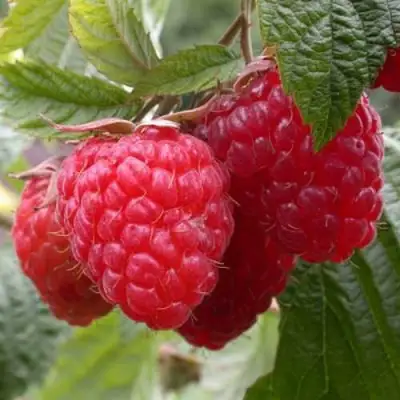 Малина ГЕРАКЛ в Слониме