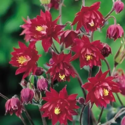 Аквилегия РУБИ ПОРТ обыкновенная в Слониме