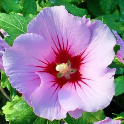 Гибискус ПИНК ФЛИРТ сирийский в Слониме