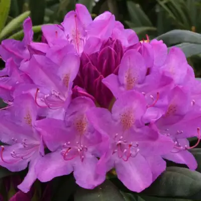 Рододендрон РОЗЕУМ ЭЛЕГАНС в Слониме
