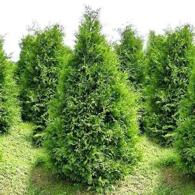 Туя БРАБАНТ западная в Слониме