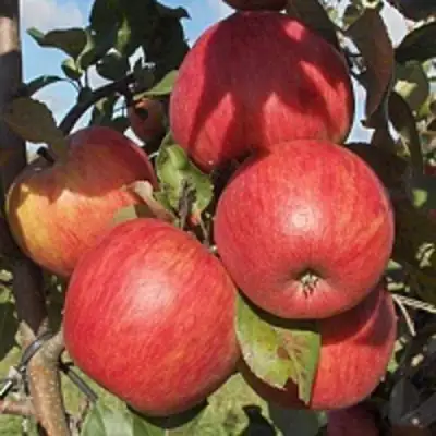 Яблоня ПЕРСИКОВАЯ в Слониме