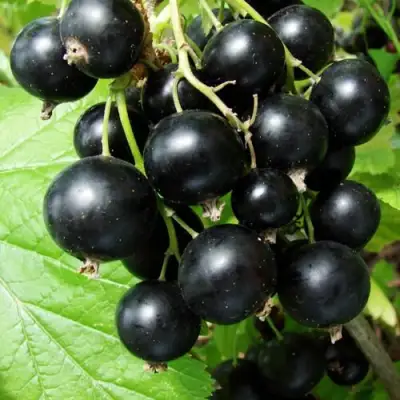 Смородина чёрная ЭКЗОТИКА в Слониме