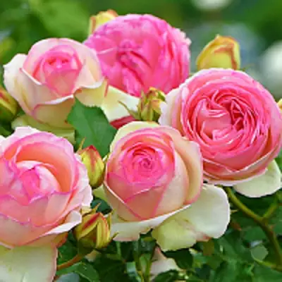 Роза ПЬЕР ДЕ РОНСАР плетистая в Слониме