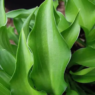 Хоста ГАРРИ ВАН ТРИЕР в Слониме