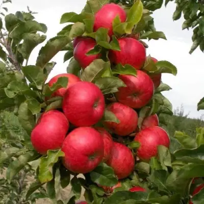 Яблоня ТРАЙДЕНТ колонновидная в Слониме