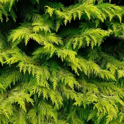 Кипарисовик ГОЛДЕН ВОНДЕР лавсона в Слониме