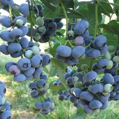 Голубика ЛИБЕРТИ в Слониме