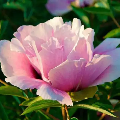 Пион ВРАТА ХРАМА древовидный  в Слониме