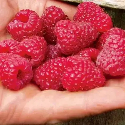 Малина ДЖОАН ДЖИ (ДЖОАН ДЖЕЙ) в Слониме