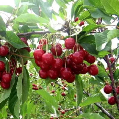 Вишня ТУРГЕНЕВКА в Слониме