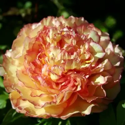 Пион ЗОЛОТАЯ РОССЫПЬ древовидный в Слониме