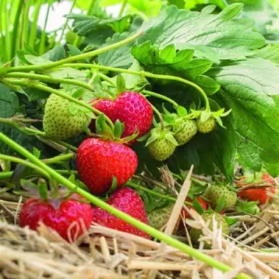 Клубника ЭЛЬСАНТА в Слониме